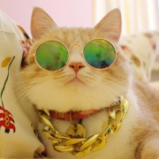 土豪猫咪头像图片