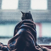 伤感猫咪背影头像图片