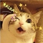 可爱超萌的瓜皮猫头像图片