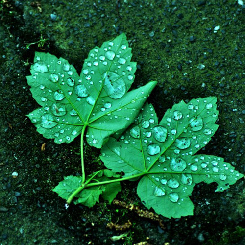 小清新头像植物图片