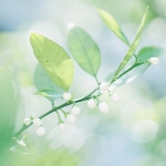 干净清新白色花蕾头像图片