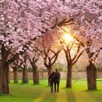 浪漫樱花树下的QQ情头图片(图2)