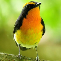 颜色鲜艳的小鸟头像图片(图21)