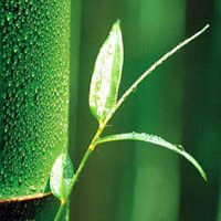 清新绿色竹子风景头像图片(图2)