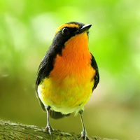 颜色鲜艳的小鸟头像图片(图12)