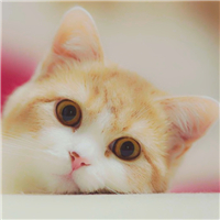 萌宠猫咪可爱QQ头像图片(图18)