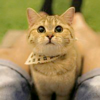 萌宠猫咪可爱QQ头像图片(图29)