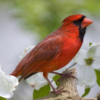 颜色鲜艳的小鸟头像图片(图19)
