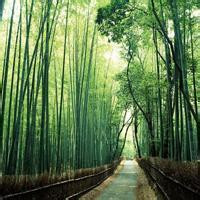 清新绿色竹子风景头像图片(图4)