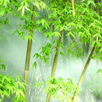 清新绿色竹子风景头像图片(图6)