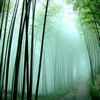 清新绿色竹子风景头像图片(图5)
