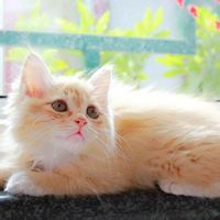 萌宠猫咪可爱QQ头像图片(图15)