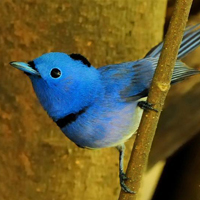 颜色鲜艳的小鸟头像图片(图16)