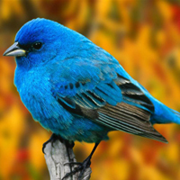 颜色鲜艳的小鸟头像图片(图23)