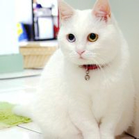 萌宠猫咪可爱QQ头像图片(图9)