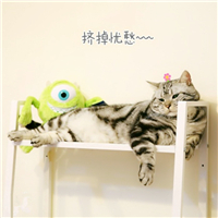 萌宠猫咪可爱QQ头像图片(图27)