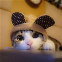 萌宠猫咪可爱QQ头像图片(图22)
