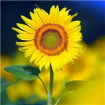 唯美意境向阳花向日葵头像图片