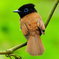 颜色鲜艳的小鸟头像图片(图28)