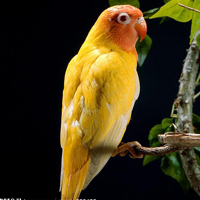 颜色鲜艳的小鸟头像图片(图18)