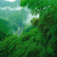 清新绿色竹子风景头像图片(图7)