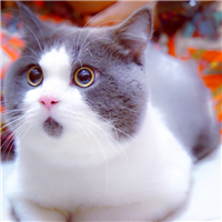 萌宠猫咪可爱QQ头像图片(图26)