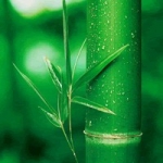 清新绿色竹子风景头像图片