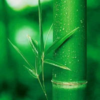 清新绿色竹子风景头像图片(图1)