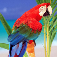 颜色鲜艳的小鸟头像图片(图5)