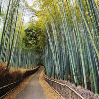 QQ头像自然风景图片