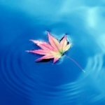 枫叶飘在水面上的意境头像图片