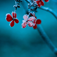 QQ头像雪景图片