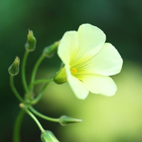 淡淡花香微信头像图片