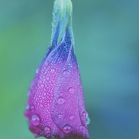 淡淡花香微信头像图片