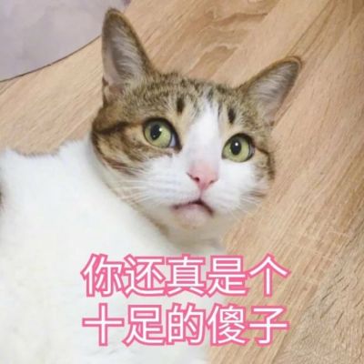 可爱猫咪带字头像