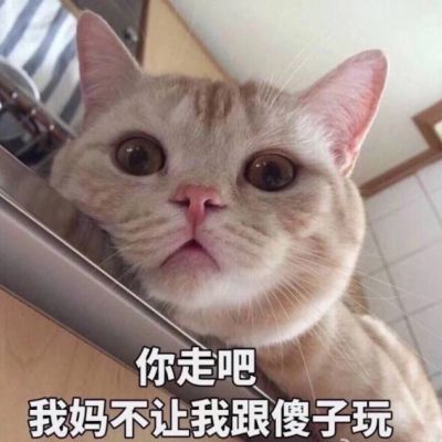 可爱猫咪带字头像