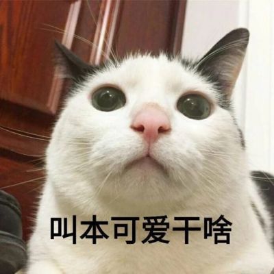 可爱猫咪带字头像