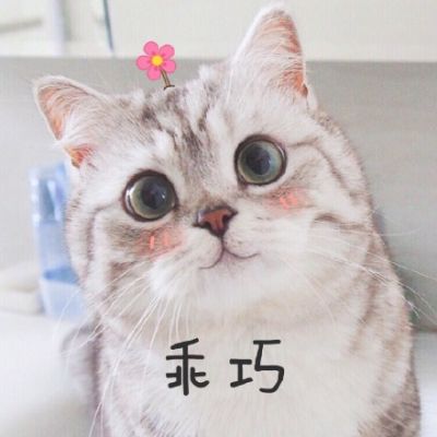 猫咪高清头像