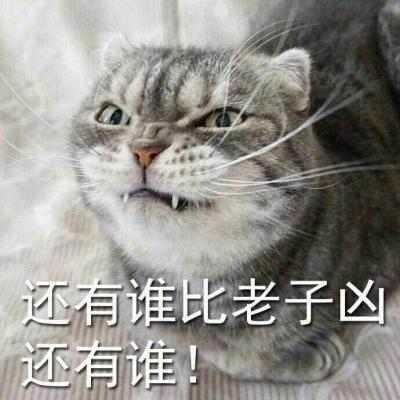 可爱猫咪带字头像图片