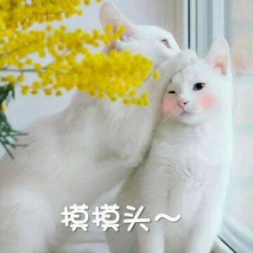 QQ头像猫咪带字