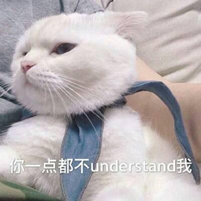 QQ头像猫咪带字