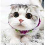 猫咪头像可爱治愈高清 