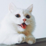 治愈系可爱猫咪头像