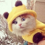 头像宠物搞怪可爱猫咪图片