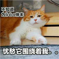 可爱猫带字头像图片