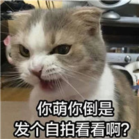 可爱猫带字头像图片