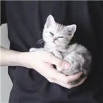 不露脸好看抱着一只猫的男头图片