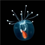 海底唯美的水母头像图片