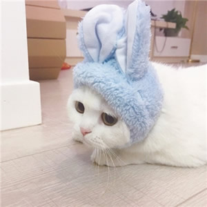 2018可爱猫咪情头一左一右