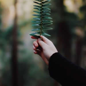 简约个性招桃花风景微信头像2018